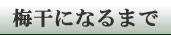 梅干になるまで